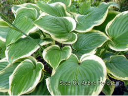 Hosta 'Fragrant Dream'