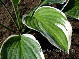 Hosta 'Francee'