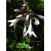 Hosta 'Francee'