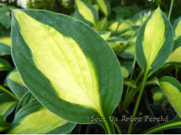 Hosta 'Gypsy Rose'