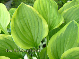 Hosta 'Golden Tiara'