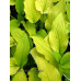 Hosta 'Granary Gold'