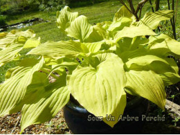 Hosta 'Granary Gold'