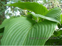 Hosta 'Green Acre'