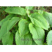 Hosta 'Green Acre'