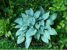 Hosta 'Halcyon'