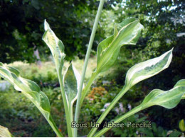 Hosta 'Hanky Panky'