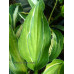 Hosta 'Hanky Panky'