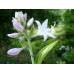 Hosta 'Hanky Panky'