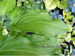 Hosta 'Honey Bells'