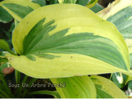 Hosta 'Lakeside Dragon Fly'