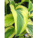 Hosta 'Lakeside Dragon Fly'