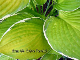 Hosta 'Moonlight'