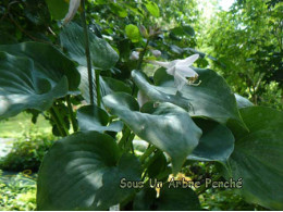 Hosta 'Moonlight Sonata'