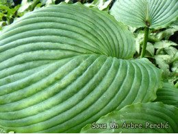 Hosta 'Niagara Falls'