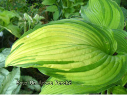 Hosta 'On Stage'