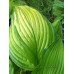 Hosta 'On Stage'