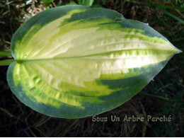 Hosta 'Orange Marmelade'