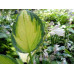 Hosta 'Orange Marmelade'