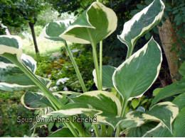 Hosta 'Patriot'