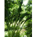 Hosta 'Praying Hands'