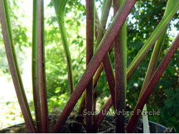 Hosta 'Regal Rhubarb'