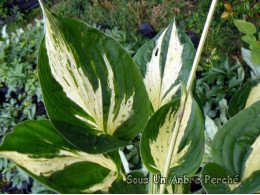 Hosta 'Revolution'