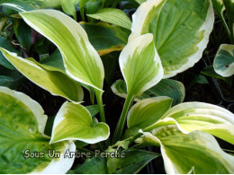 Hosta 'Shade Fanfare'