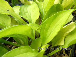 Hosta sieboldii 'Wogon'