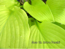 Hosta 'Sun Power'