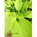 Hosta 'Sun Power'