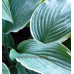 Hosta 'Tom Schmid'