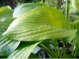 Hosta 'Zounds'