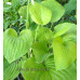 Hosta 'Zounds'