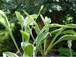 Hosta coréen