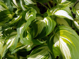 Hosta undulata 'Mediovariegata'