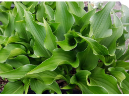 Hosta 'Harry Von Trier'