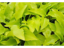 Hosta 'Hydon Sunset'