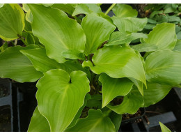 Hosta 'Invincible'