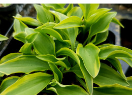 Hosta 'Paradise Beach'