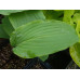 Hosta 'Red October'