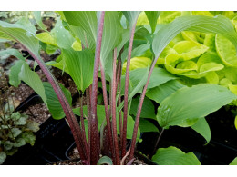 Hosta 'Red October'