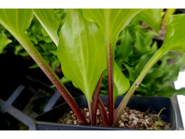 Hosta 'Red Stepper'