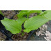 Hosta 'Royal Standard'