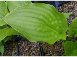 Hosta 'Royal Standard'