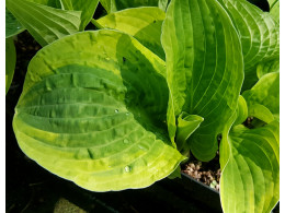 Hosta 'Wide Brim'