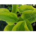 Hosta 'Wide Brim'