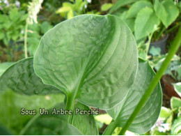 Hosta 'Lakeside Lollipop'