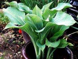 Hosta 'Krossa Regal'