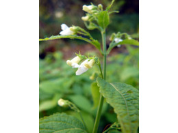 Isodon japonicus 'Alba'